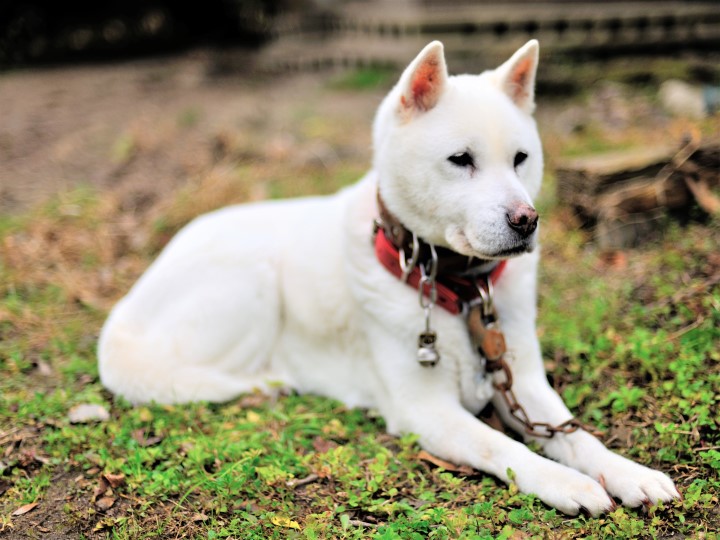 狩猟犬はどうやって飼うの 犬種の選び方や訓練は マイナビ農業