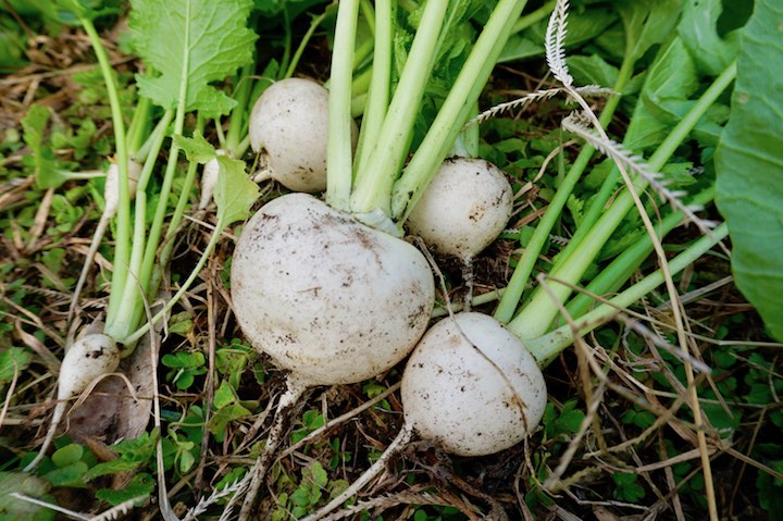 家庭菜園初心者に最適 3月に植える野菜5選 畑は小さな大自然vol 72