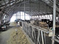 酪農・畜産農家必見！　畜産クラスター事業活用の効果