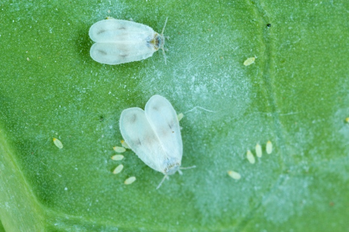 コナジラミの予防法 野菜の葉裏に寄生する白い虫 コナジラミの特徴と対処法 畑は小さな大自然vol 70 マイナビ農業