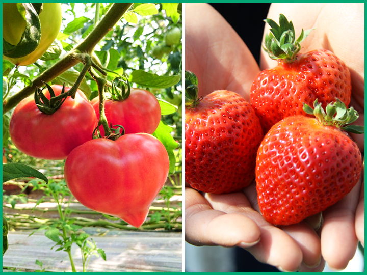 反射率90%、防汚性、耐久性、耐滑性を備えた『ハイブリッド・アップシート』でトマト、イチゴの成長をサポート