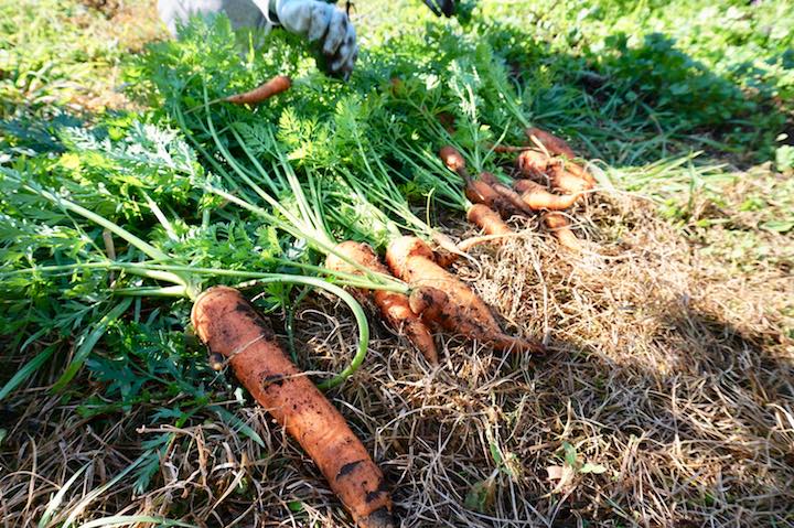 家庭菜園初心者に最適 3月に植える野菜5選 畑は小さな大自然vol 72