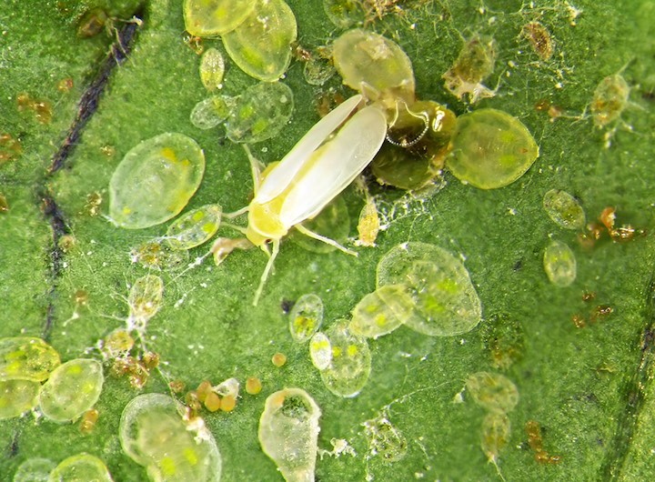 野菜の葉裏に寄生する白い虫 コナジラミの特徴と対策 畑は小さな大自然vol 70