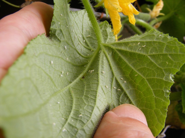 野菜の葉裏に寄生する白い虫 コナジラミの特徴と対策 畑は小さな大自然vol 70