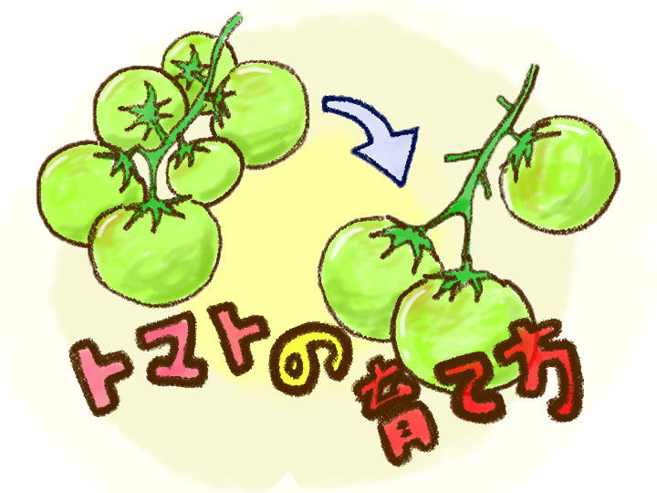 【トマトの育て方】大玉トマトの種まきから収穫。栽培方法や手入れのコツを紹介