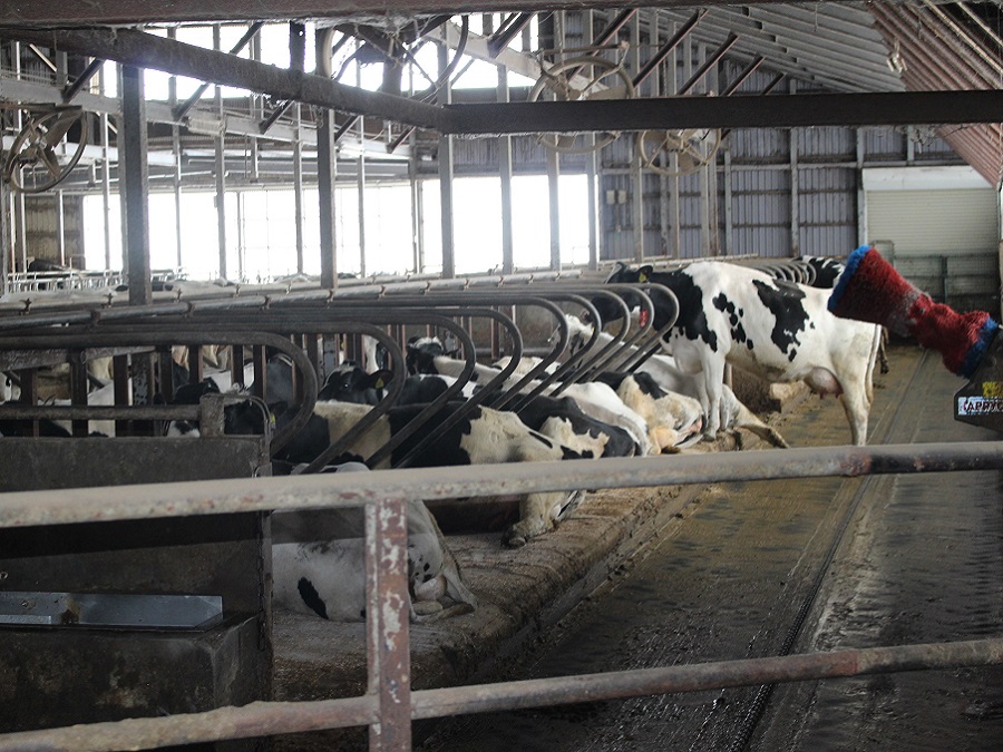北海道遠軽町 牛に優しく 効率的経営の牧場で酪農の道へと進みませんか