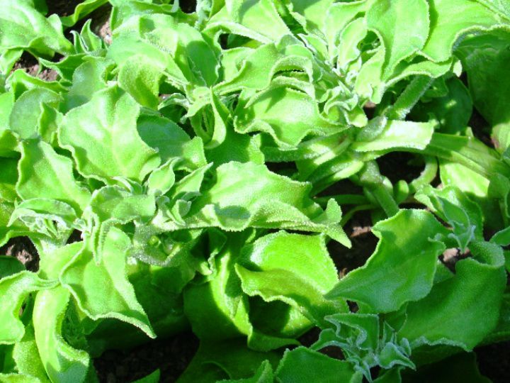 農家が教えるアイスプラントの栽培方法 意外と育てやすい 珍野菜 の育て方