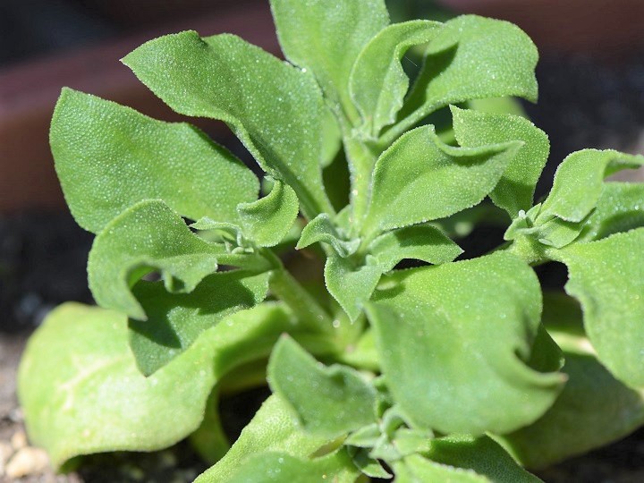 農家が教えるアイスプラントの栽培方法　意外と育てやすい“珍野菜”の育て方