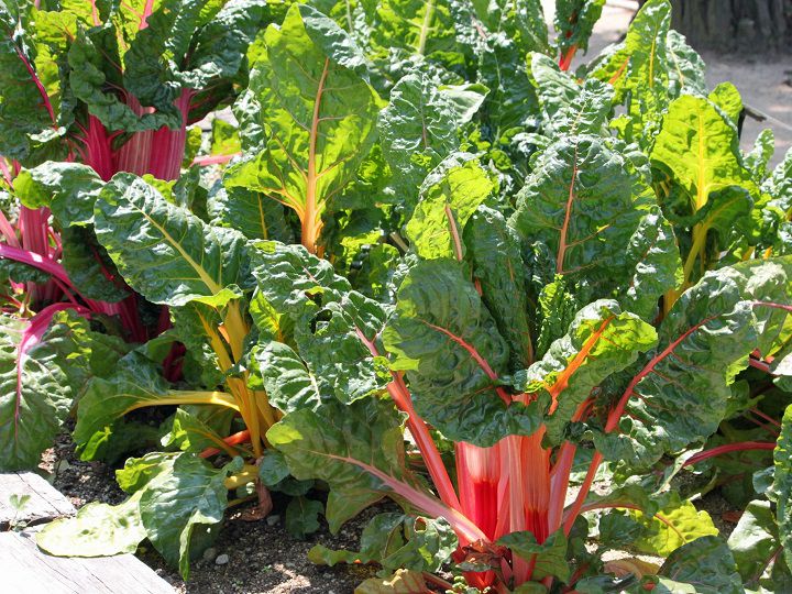 農家が教えるスイスチャード（フダンソウ）の栽培方法　家庭菜園にも最適なカラフル野菜の育て方