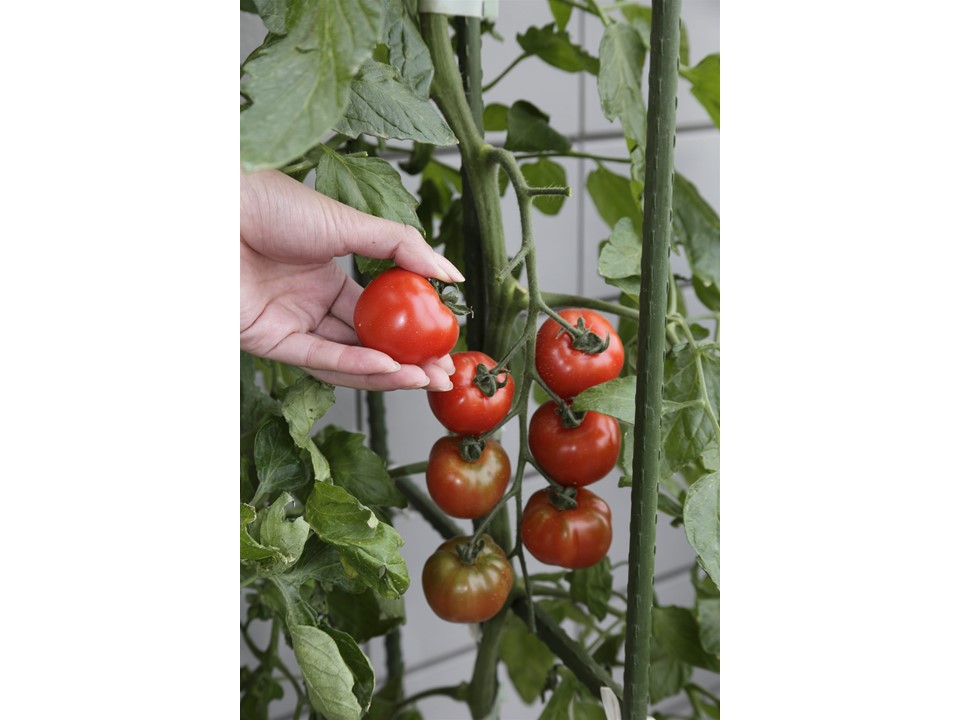 ベランダで家庭菜園 本当におすすめしたい栄養や糖度が高いトマト編 マイナビ農業