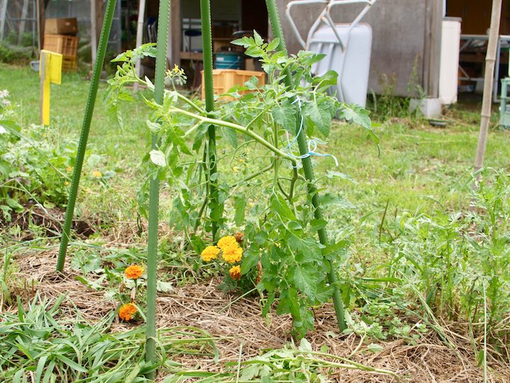 家庭菜園初心者に最適 5月に植える野菜5選 畑は小さな大自然vol 77