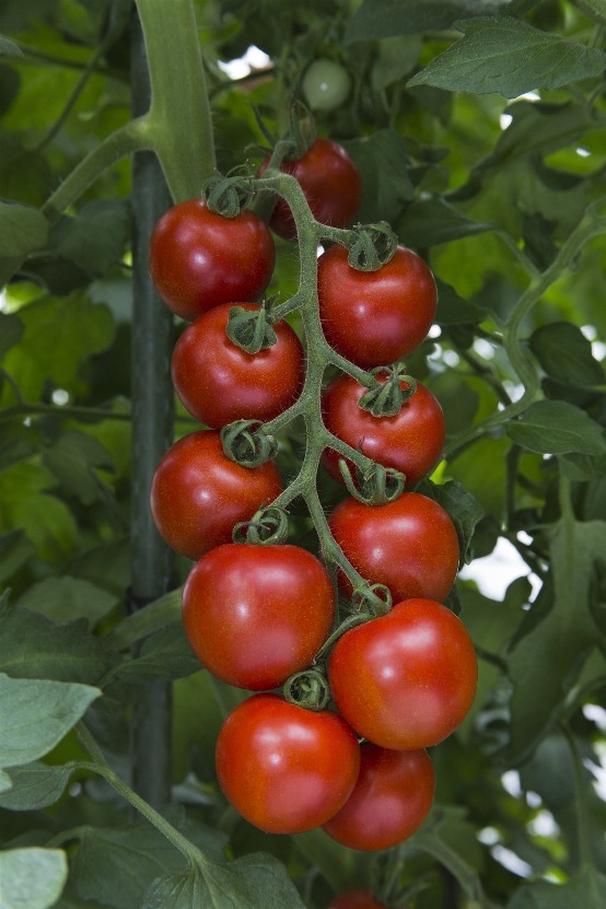 ベランダで家庭菜園 本当におすすめしたい栄養や糖度が高いトマト編 マイナビ農業