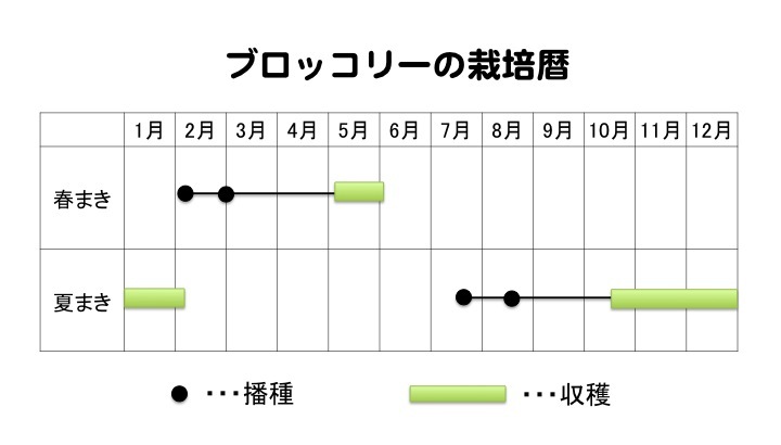 ブロッコリーの栽培カレンダー