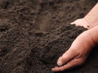 馬ふん堆肥は他の堆肥と何が違う？　研究者に聞いてきました！
