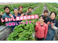 【佐賀県白石町】充実の就農支援&豊かな自然に囲まれて、イチゴ農家になりませんか？