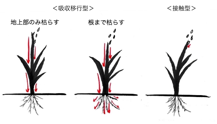 除草剤と上手に付き合うために知っておきたい基本