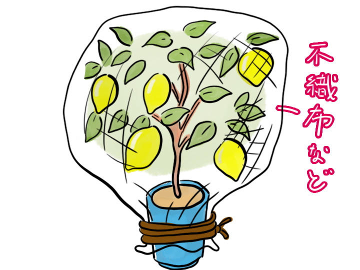 農家が教えるレモンの育て方 虫 鳥獣害に強い 実は簡単な家庭果樹 マイナビ農業