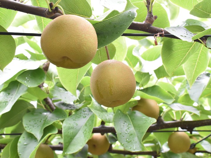 梨とキウイフルーツの収穫体験！ 高級品種の栽培技術も学べる相馬市の農業インターンシップがオススメのワケ