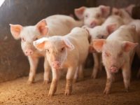 豚の種類・品種はいくつ？　品種改良を続ける理由やメリットについても解説