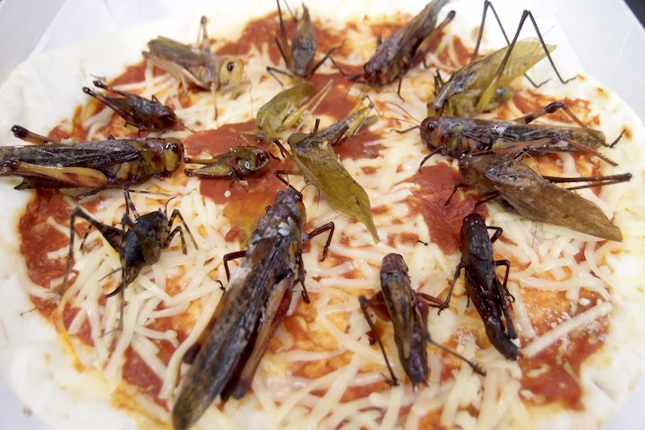 昆虫食。バッタのピザ