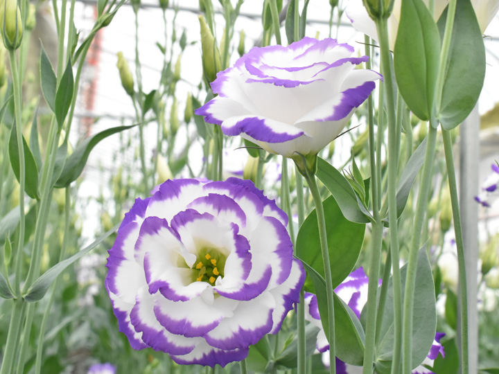 市場から高い評価を受けているJinのトルコギキョウ。特徴は直径12cmにもなる大輪の花