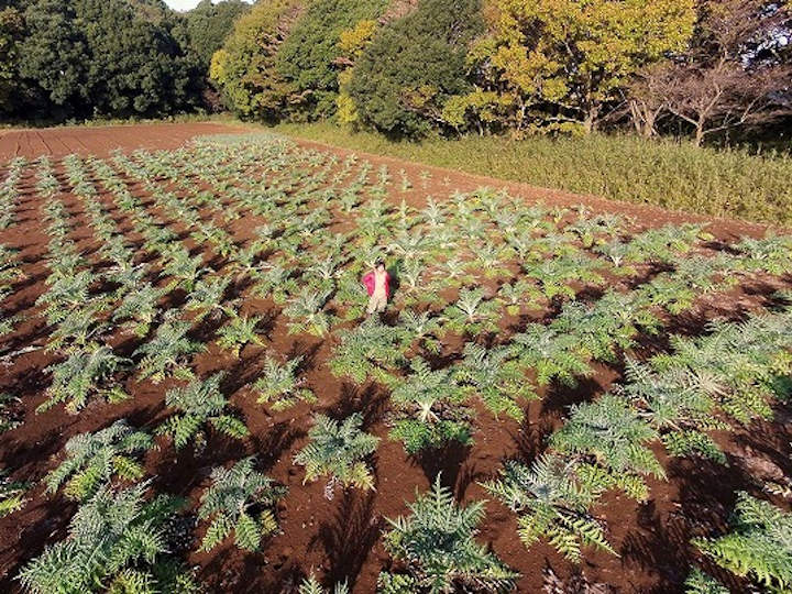 花としても野菜としても際立つ個性 アーティチョークとは