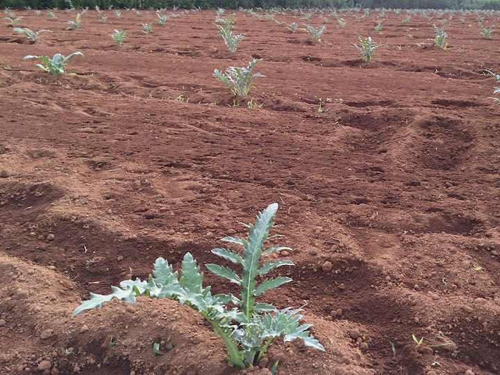 植え付けたアーティチョークの苗
