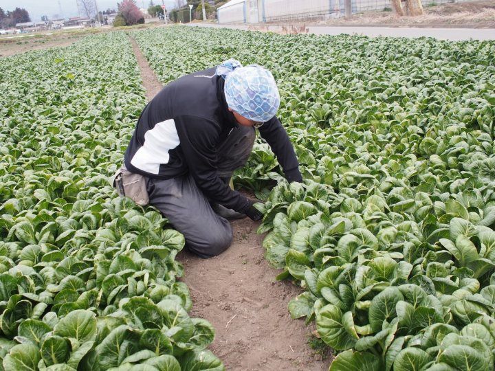 引きこもり状態から農家サラリーマンへ「有機農園への就職」という夢をかなえる方法【畑と人材育成とvol.6】