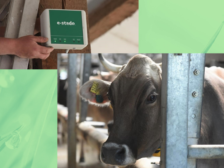 「シンプル」を極める乳牛監視システム─農業・IT先進国のポーランドから世界に展開する「e-stado」