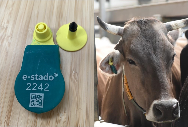 牛一頭一頭に付けるセンサーは約5センチ、重さはわずか28グラムで、バッテリーは安全面を考慮し取り外せない内蔵型ですが、6年以上の寿命を保ちます。これを牛の首ではなく耳に付けることで、牛の行動をより正確に、そして即時に計測できるそうです。