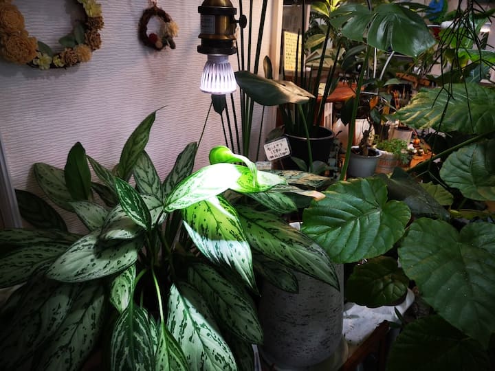 植物用LEDライトが植物を照らしている