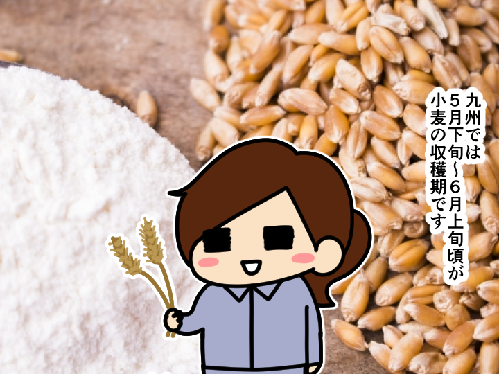 漫画「跡取りまごの百姓日記」【第80話】小麦の収穫目安と奥深い世界