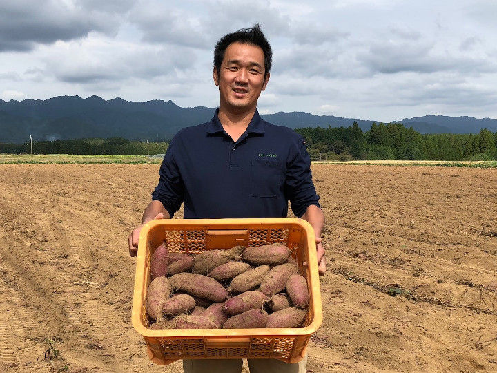 サツマイモは農協出荷