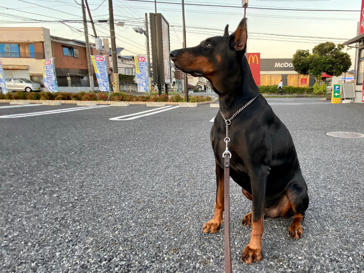 愛犬の散歩