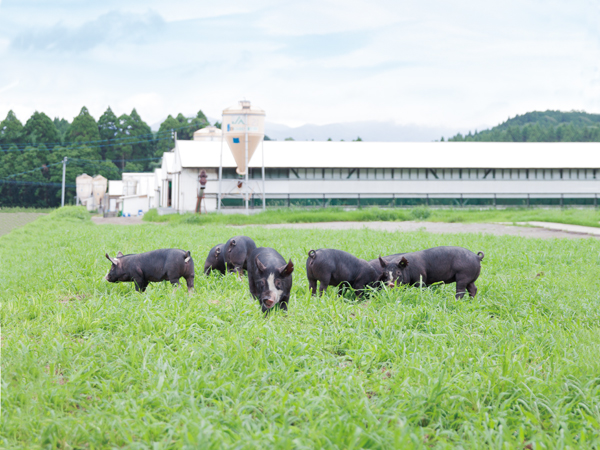 徹底した観察と管理のもと高品質な豚を生産・出荷｜マイナビ農業