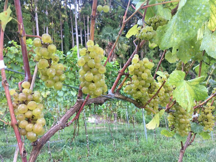 白ワイン用ブドウ品種のシャルドネ。芳賀さんは加工用ブドウの栽培技術を磨きながらいわき産ワイナリーの創出を目指している