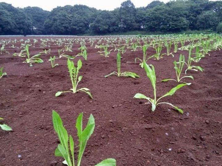 植え付けたプンタレッラの苗
