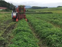 コロナ禍での水田転作品目に。加工用トマト機械収穫栽培の可能性