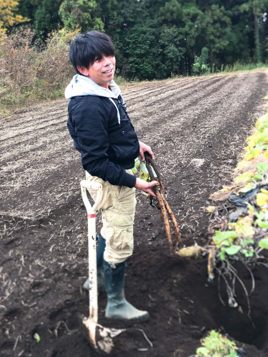 ゴボウ堀り