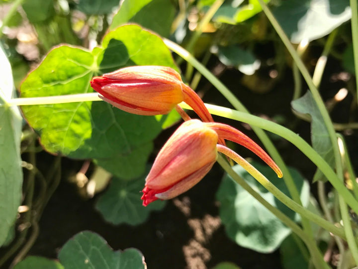 花もつぼみも葉も食べられるナスタチウム 目にもおいしいエディブルフラワーを楽しむ