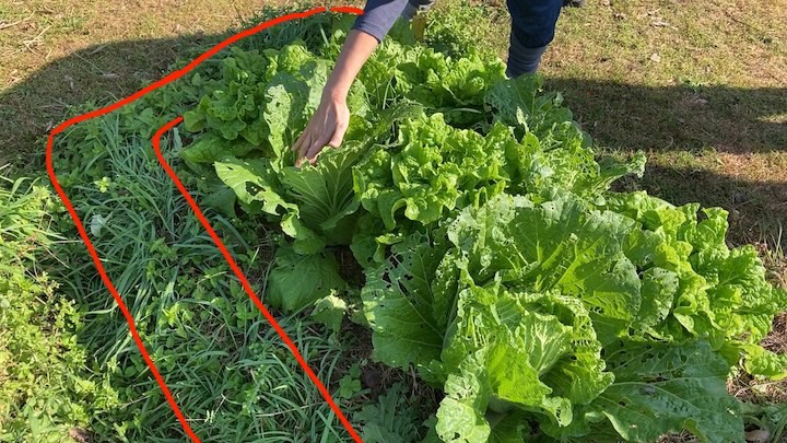 畝の端の雑草は残す