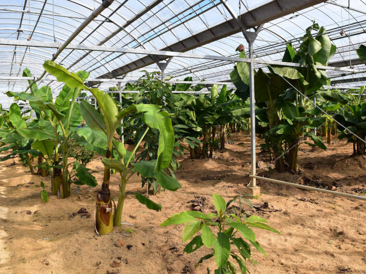 バナナなどが植えられた温室