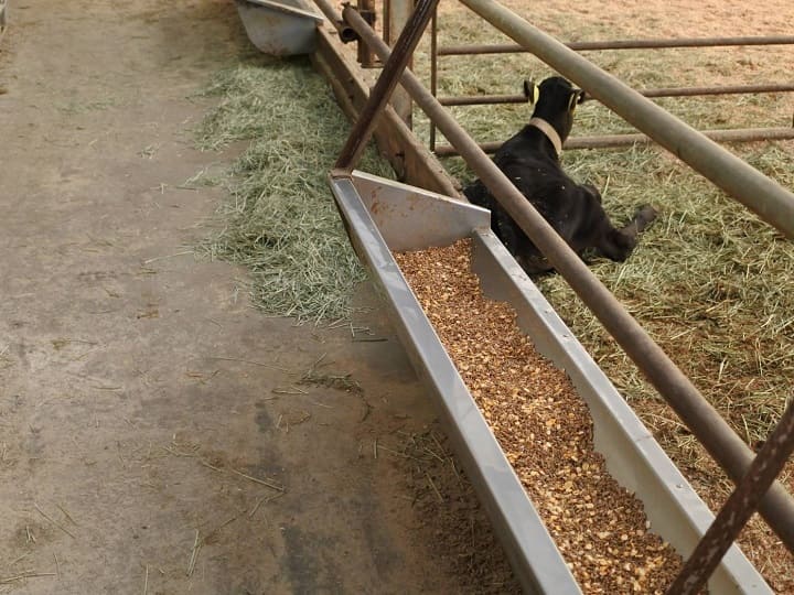 子牛用の濃厚飼料と乾草