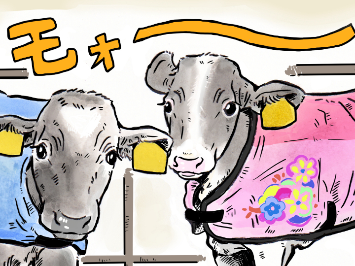 酪農漫画「うしだらけの日々」 第18話 冬に見られる子牛の特別な姿