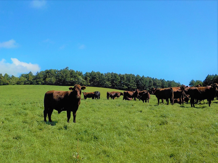 持続可能な畜産を目指して。牧草だけで育つ「北里八雲牛」、北里大学の挑戦に迫る