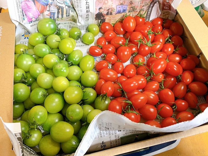 赤と緑のトマト