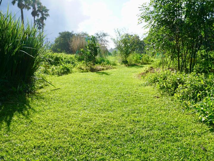 強害雑草を芝生に活用 ハマスゲ芝生の作り方と注意点 畑は小さな大自然vol 97 マイナビ農業