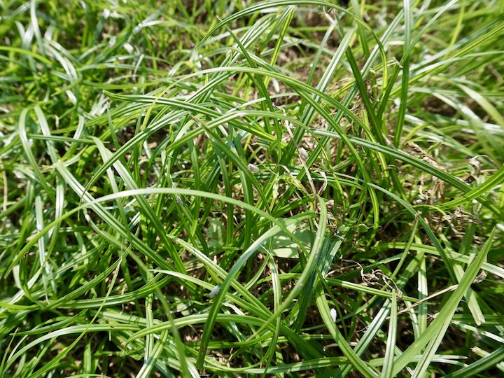 強害雑草を芝生に活用 ハマスゲ芝生の作り方と注意点 畑は小さな大自然vol 97 マイナビ農業