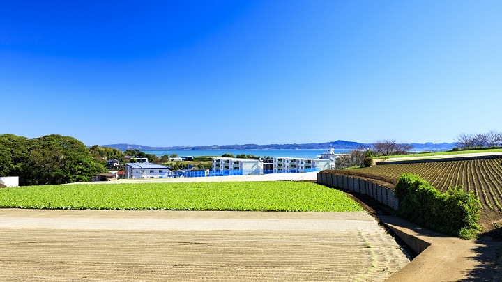 産地の広い圃場