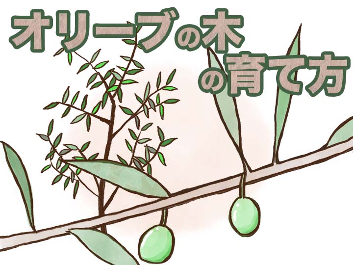植え 替え 土 オリーブ オリーブの地植えのやり方（方法）や適切な間隔とは？